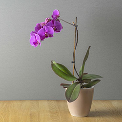 Photo d'orchidée Phalaenopsis