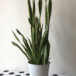 Photo d'un sansevieria