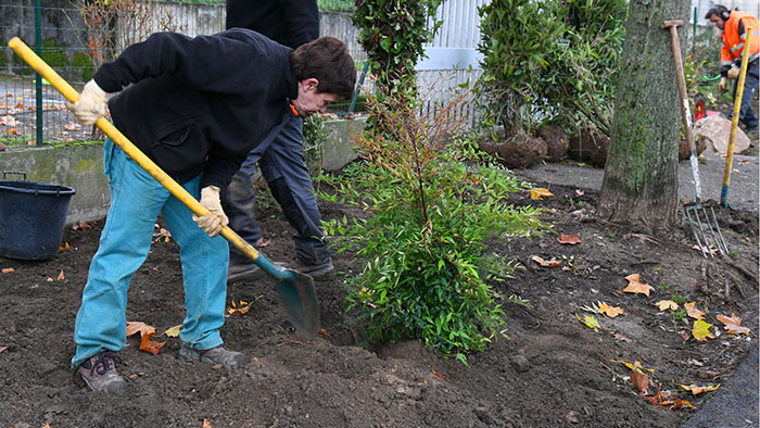 Plantation rue Philippe de Lassalle, dans le 4e arrondissement.